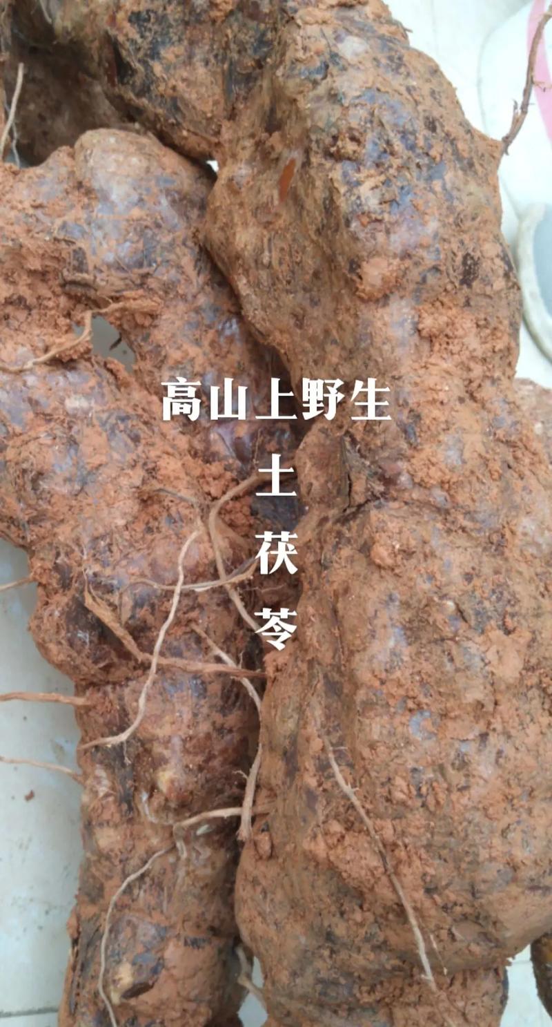 大自然的宝贝，大山里的恩赐！看上去就很美味，尤其和肉一起烧可是绝配啊，大家可认识这个鲜美的宝贝