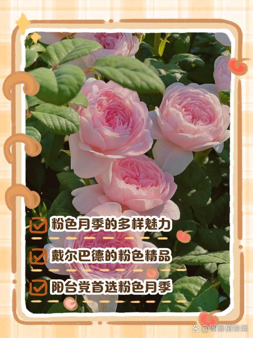 世界月季博览会，您的“花香邀请函”已发出丨“月”读·一朵花读懂一座城
